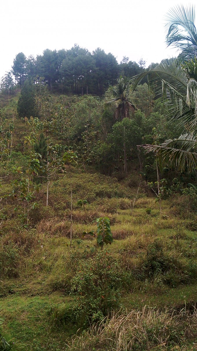 Wisata Goa Langse