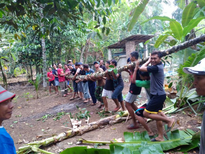 Budaya 'gombrang'