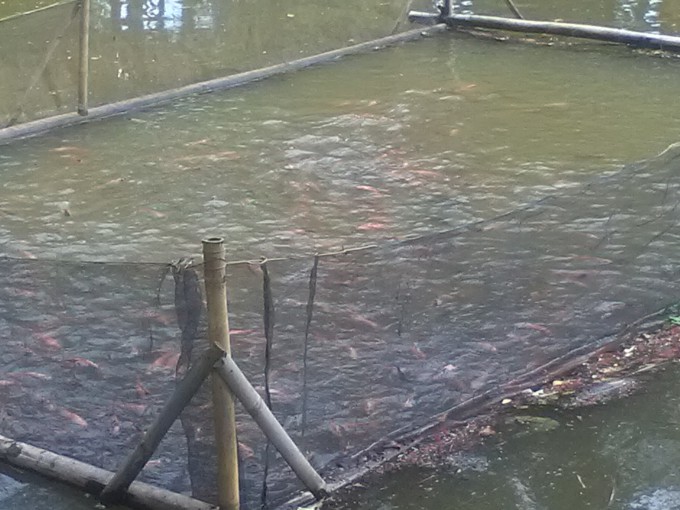 BUDI DAYA IKAN LELE