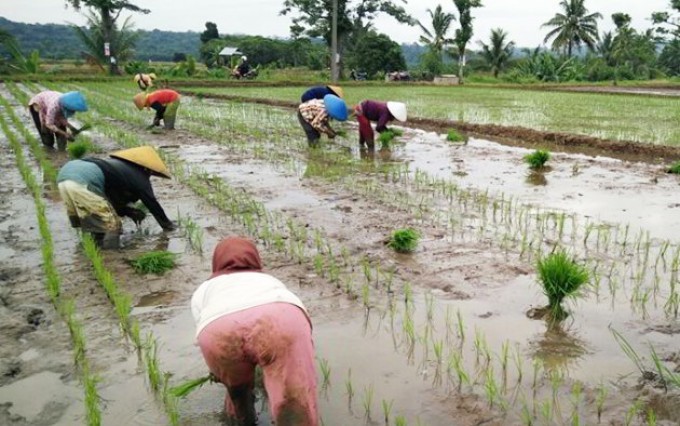 Tanam Padi Musim Rendeng